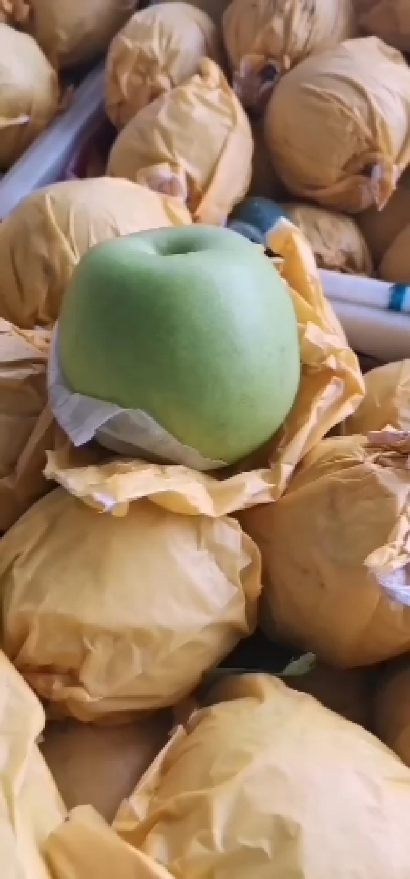 青皇冠梨，光果，含糖量高，肉细汁甜，果面干净，产地直销