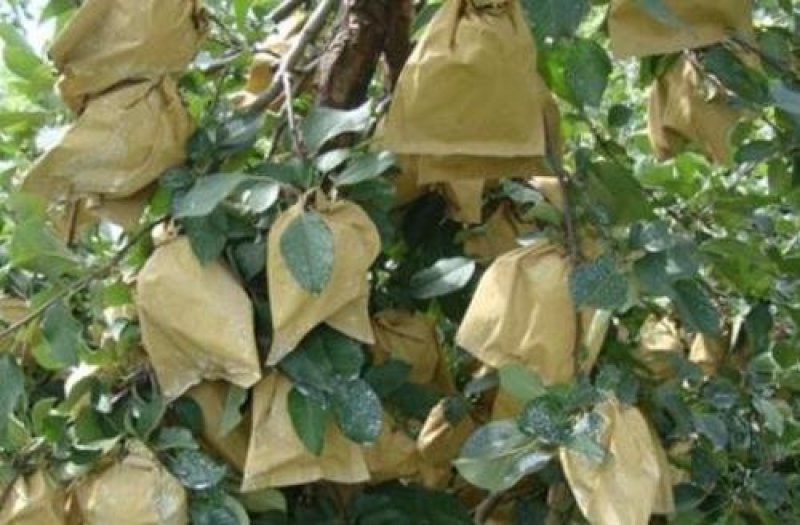 洛川苹果纸袋苹果带膜苹果大量上市批发