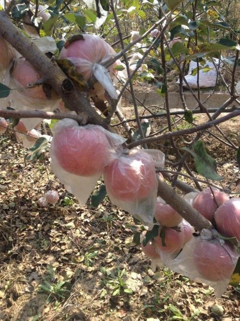 洛川苹果纸袋苹果带膜苹果大量上市批发