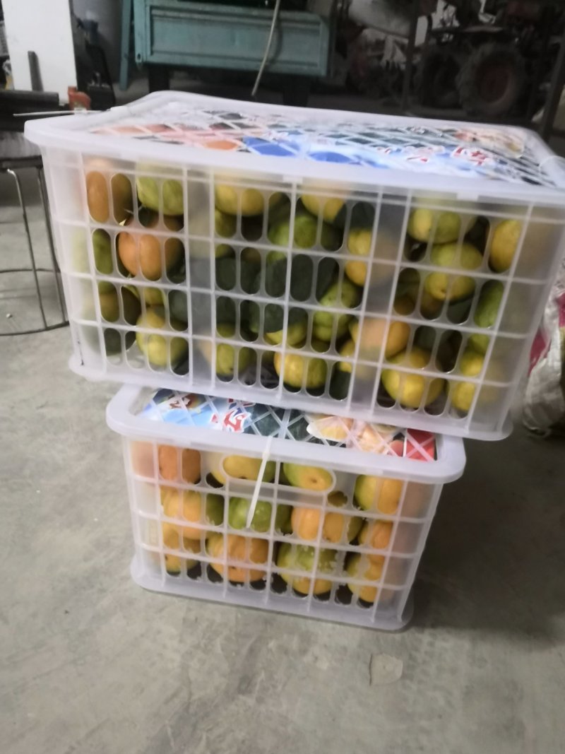 堂上特早蜜桔即将登场