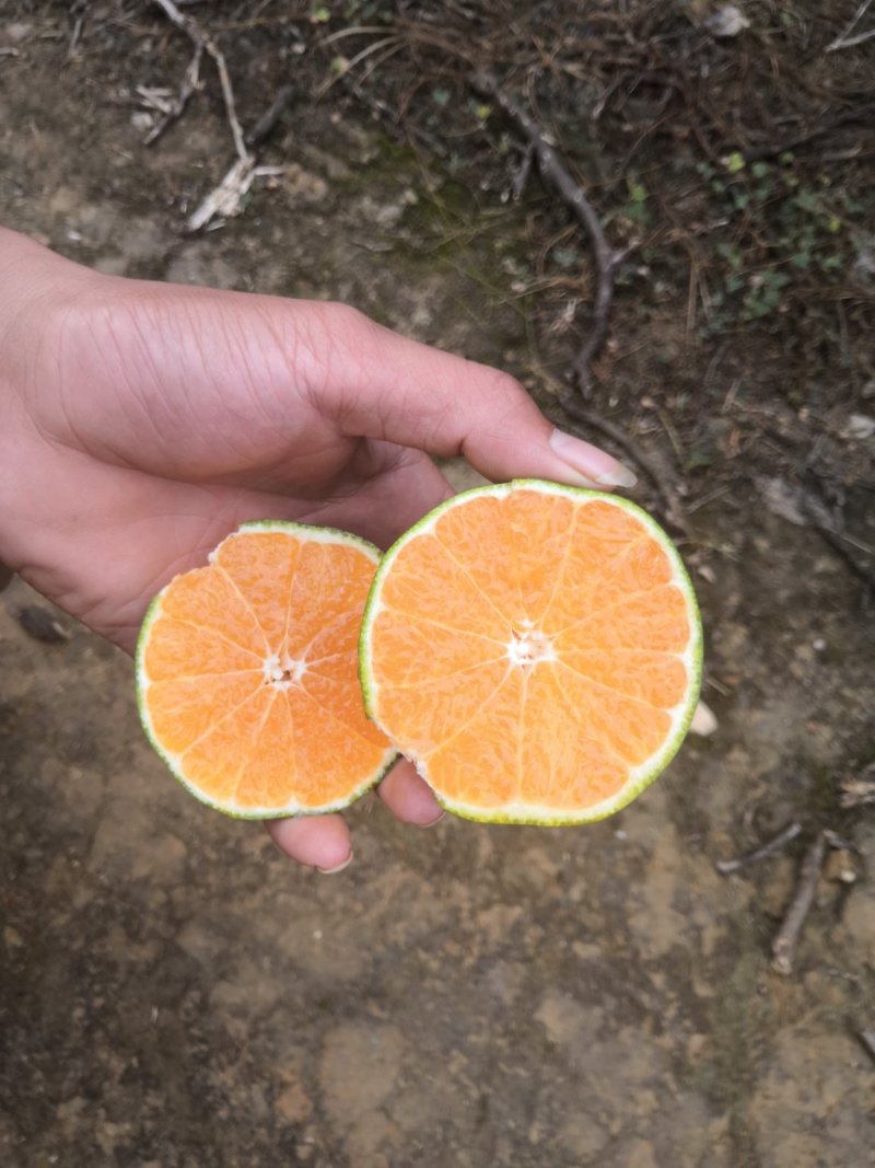堂上特早蜜桔即将登场