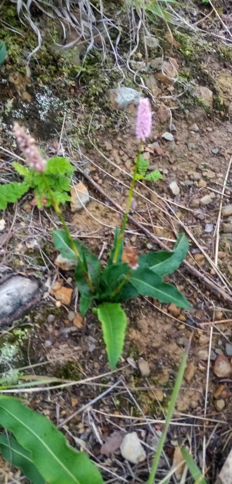 四川原生态草血竭地马蜂原生态草血竭鲜货欢迎订购