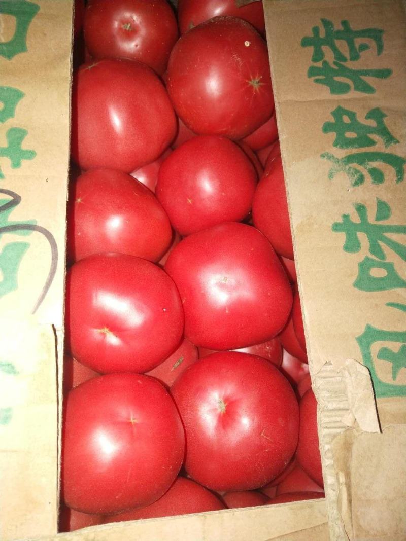 大量供应精品水果西红柿、普罗旺斯欢迎各位老板下单