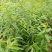 出售桃树苗，毛桃树苗，嫁接苗。占地苗，品种桃苗。
