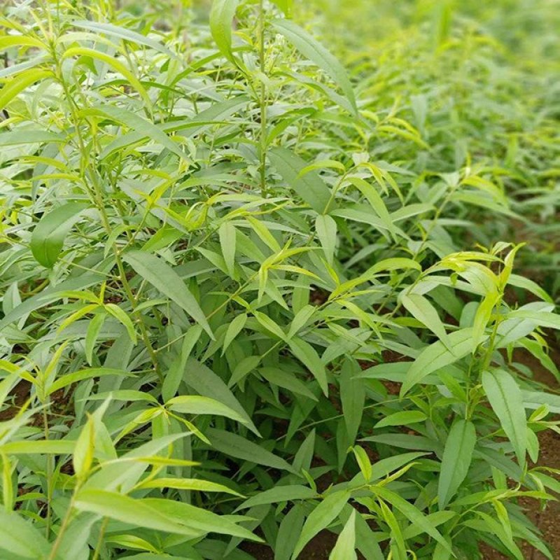 出售桃树苗，毛桃树苗，嫁接苗。占地苗，品种桃苗。