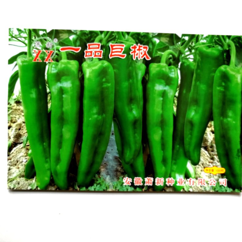 一品巨椒辣椒种子早熟超大果抗病性强