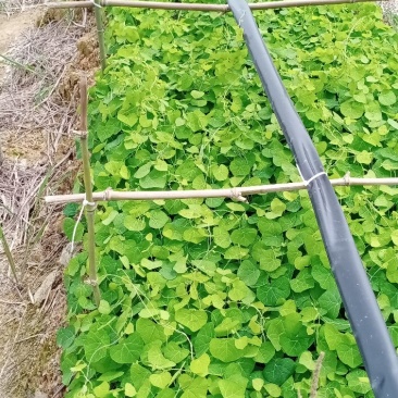 江西粉防己杯苗，粉防己托盘苗，防己苗，粉防己苗