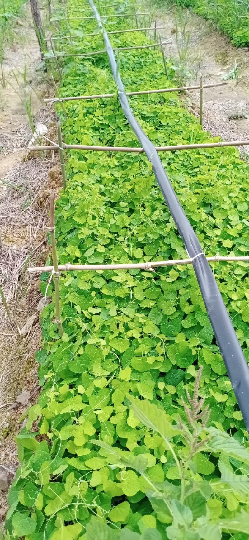 江西粉防己杯苗，粉防己托盘苗，防己苗，粉防己苗