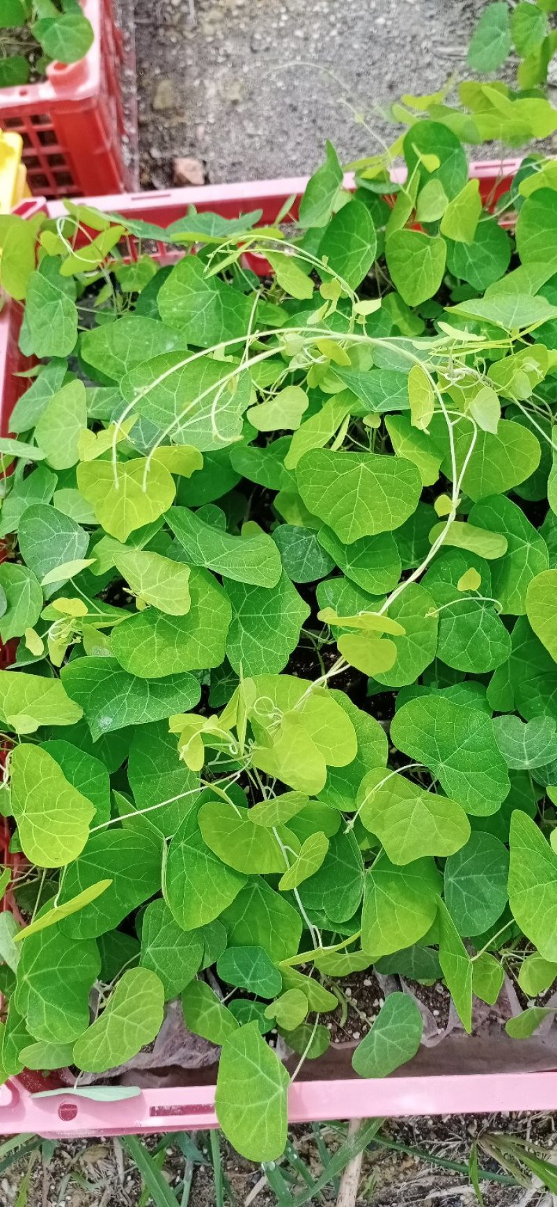 江西粉防己杯苗，粉防己托盘苗，防己苗，粉防己苗