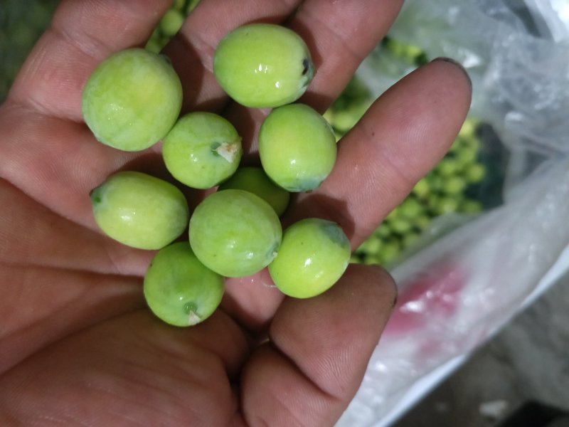 青莲米现采现剥脆甜可口