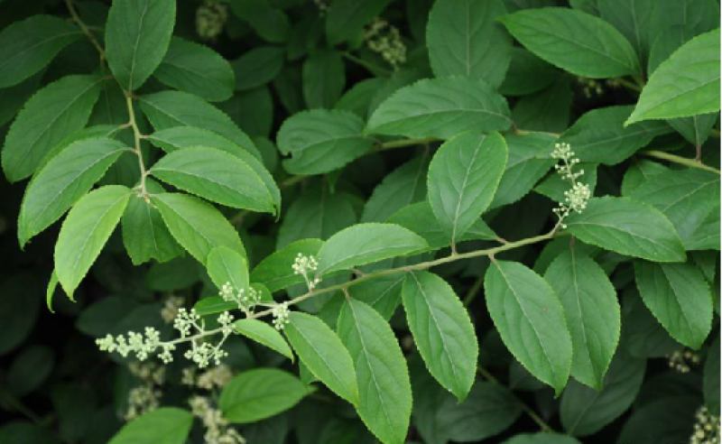 大别山纯野生紫荆皮，量大从优
