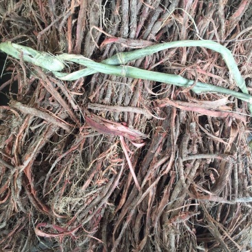 大别山纯野生紫荆皮，量大从优