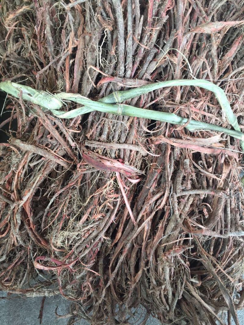 大别山纯野生紫荆皮，量大从优