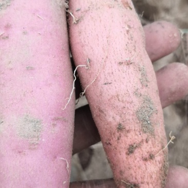 开封优质龙九大量上市
