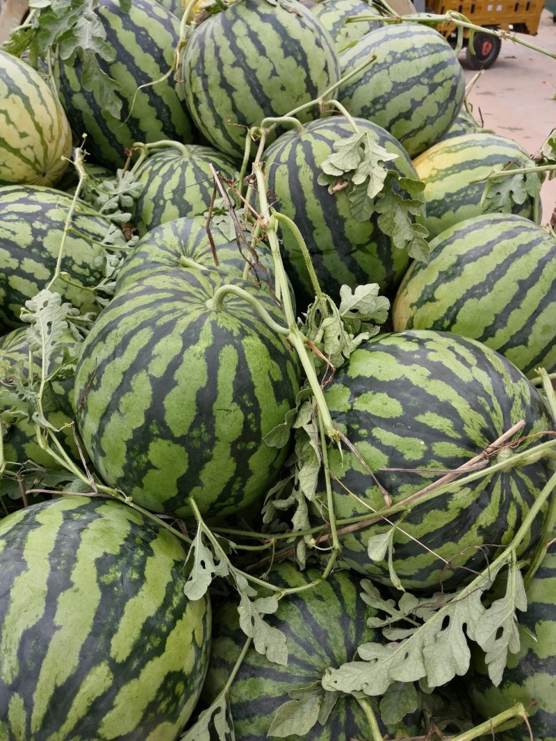 西瓜
