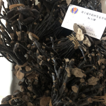 昌玉药材基地大货野生灵芝产地直销质量保证
