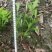 杜鹃，湖南郴州杜鹃，夏娟，勒杜鹃