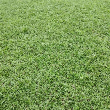 湖南郴州大叶油草，广东大叶油草