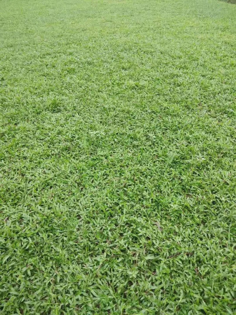 湖南郴州大叶油草，广东大叶油草