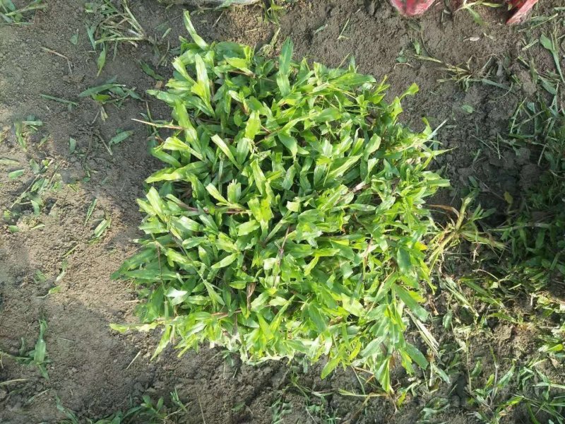 湖南郴州大叶油草，广东大叶油草