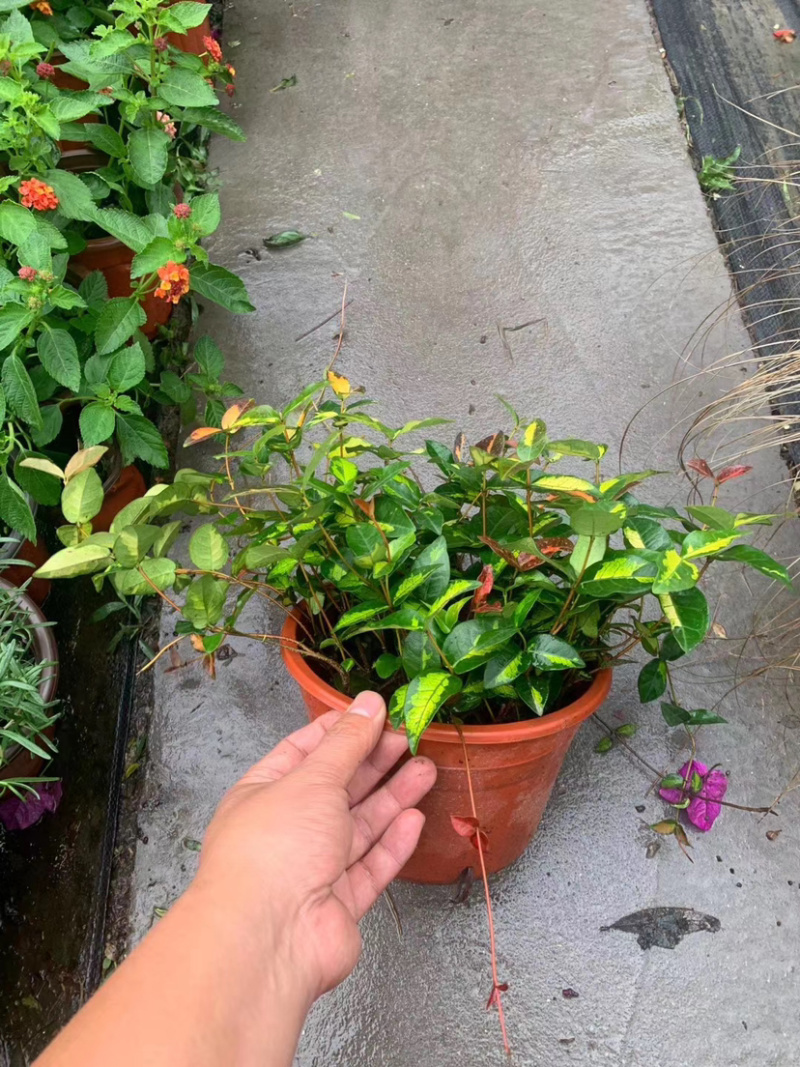 花叶美人蕉，紫叶美人蕉