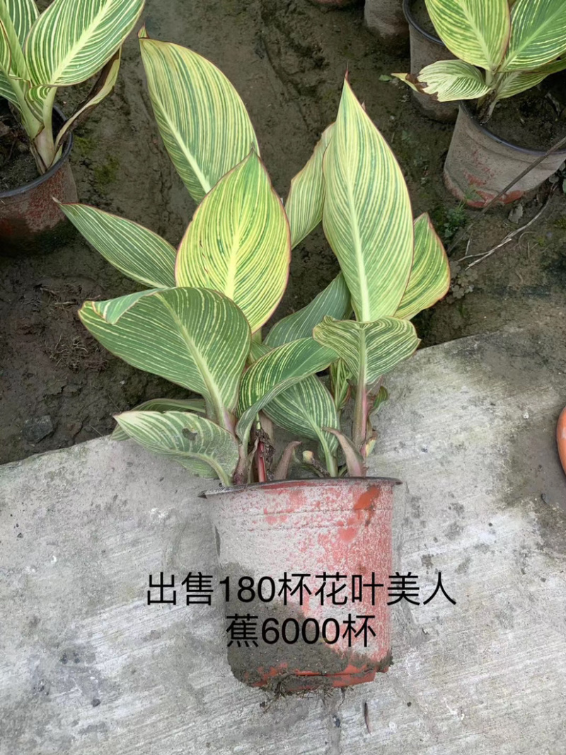 花叶美人蕉，紫叶美人蕉
