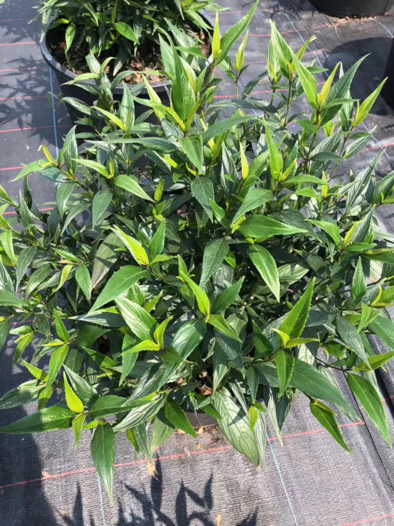 花叶美人蕉，紫叶美人蕉
