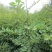 低价出售大红袍花椒苗。苗圃好货。诚信经营