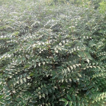 低价出售大红袍花椒苗。苗圃好货。诚信经营