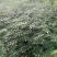 低价出售大红袍花椒苗。苗圃好货。诚信经营