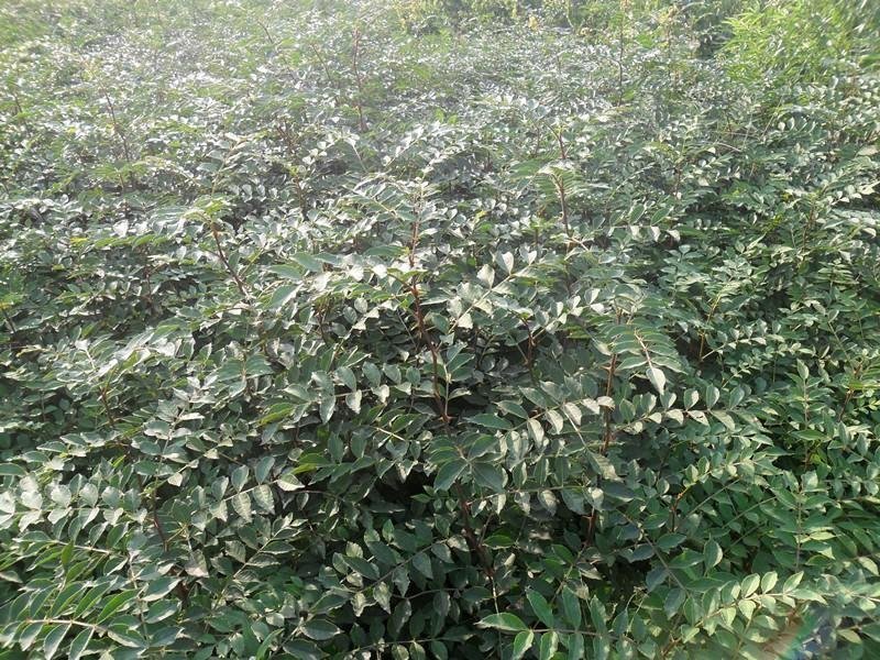 低价出售大红袍花椒苗。苗圃好货。诚信经营