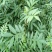 低价出售大红袍花椒苗。苗圃好货。诚信经营
