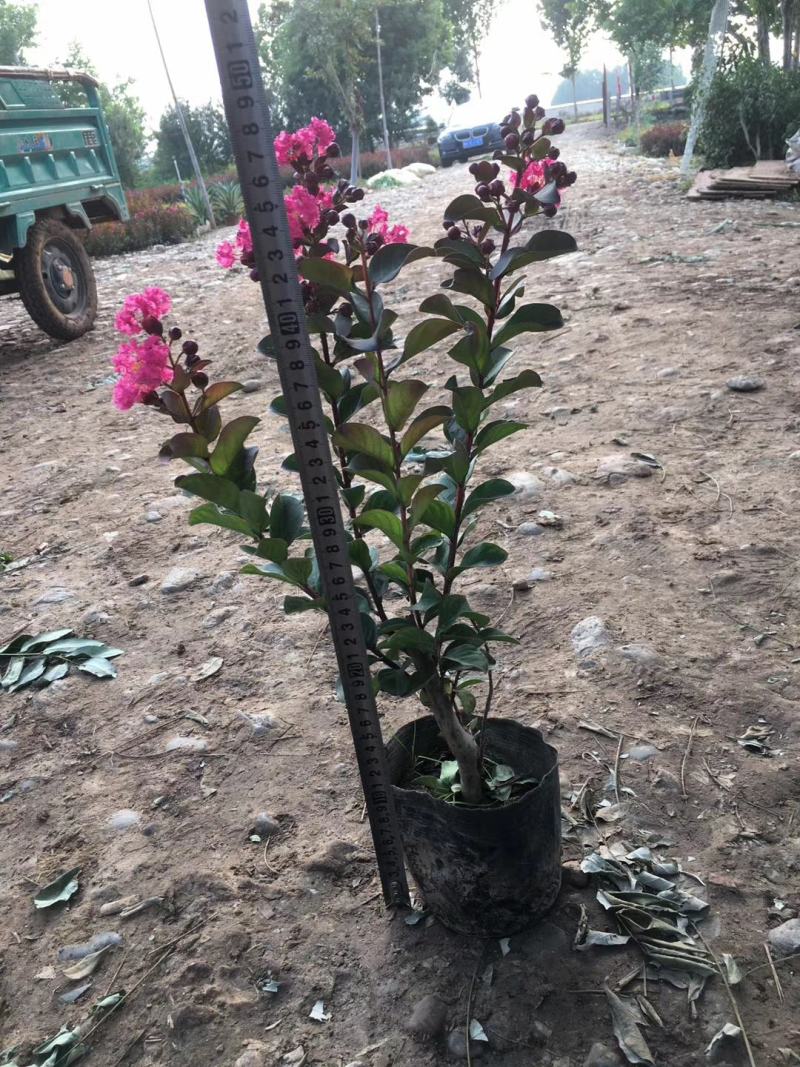 紫薇，基地直销，常年销售各种绿化苗木。。