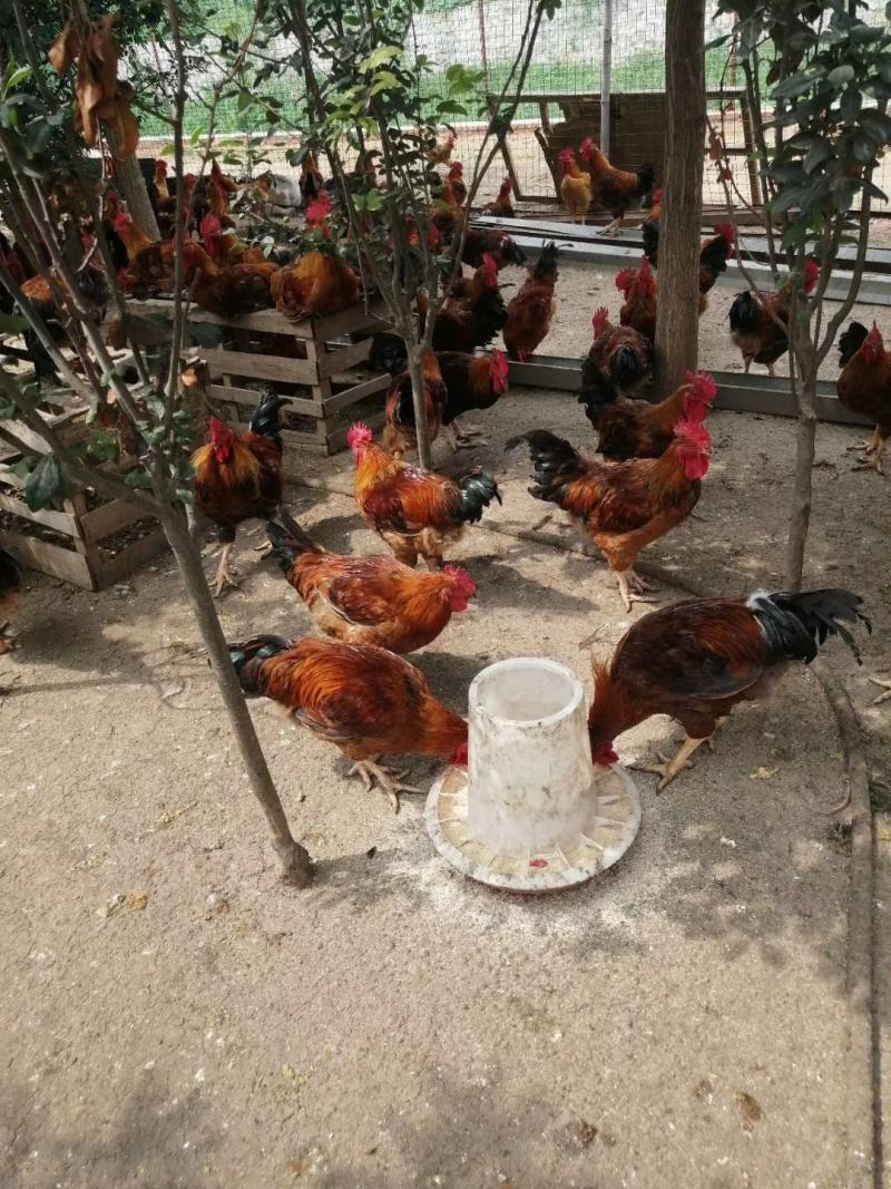 农家散养老公鸡大公鸡草鸡笨鸡土鸡现杀新鲜走地鸡跑步