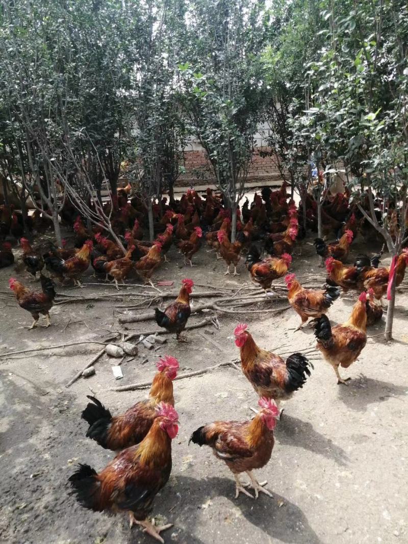 农家散养老公鸡大公鸡草鸡笨鸡土鸡现杀新鲜走地鸡跑步