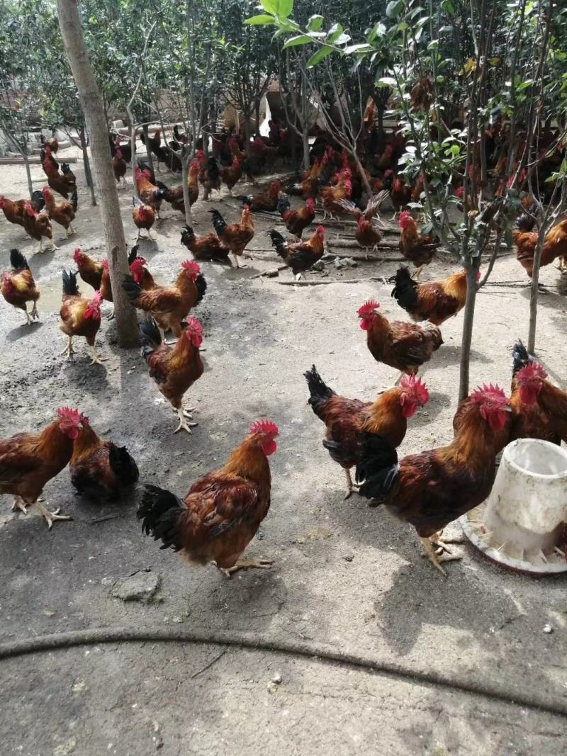 农家散养老公鸡大公鸡草鸡笨鸡土鸡现杀新鲜走地鸡跑步