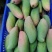 大象牙芒果，红象牙大果，优质一级果，线上交易