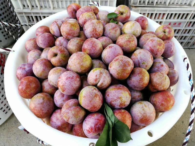 三华李芙蓉李电商货福建古田红心李大果一件代发李子