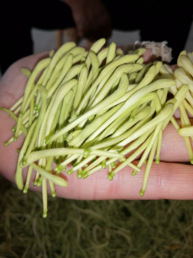 金银花干花，基地直供优质金银花、红色金银花
