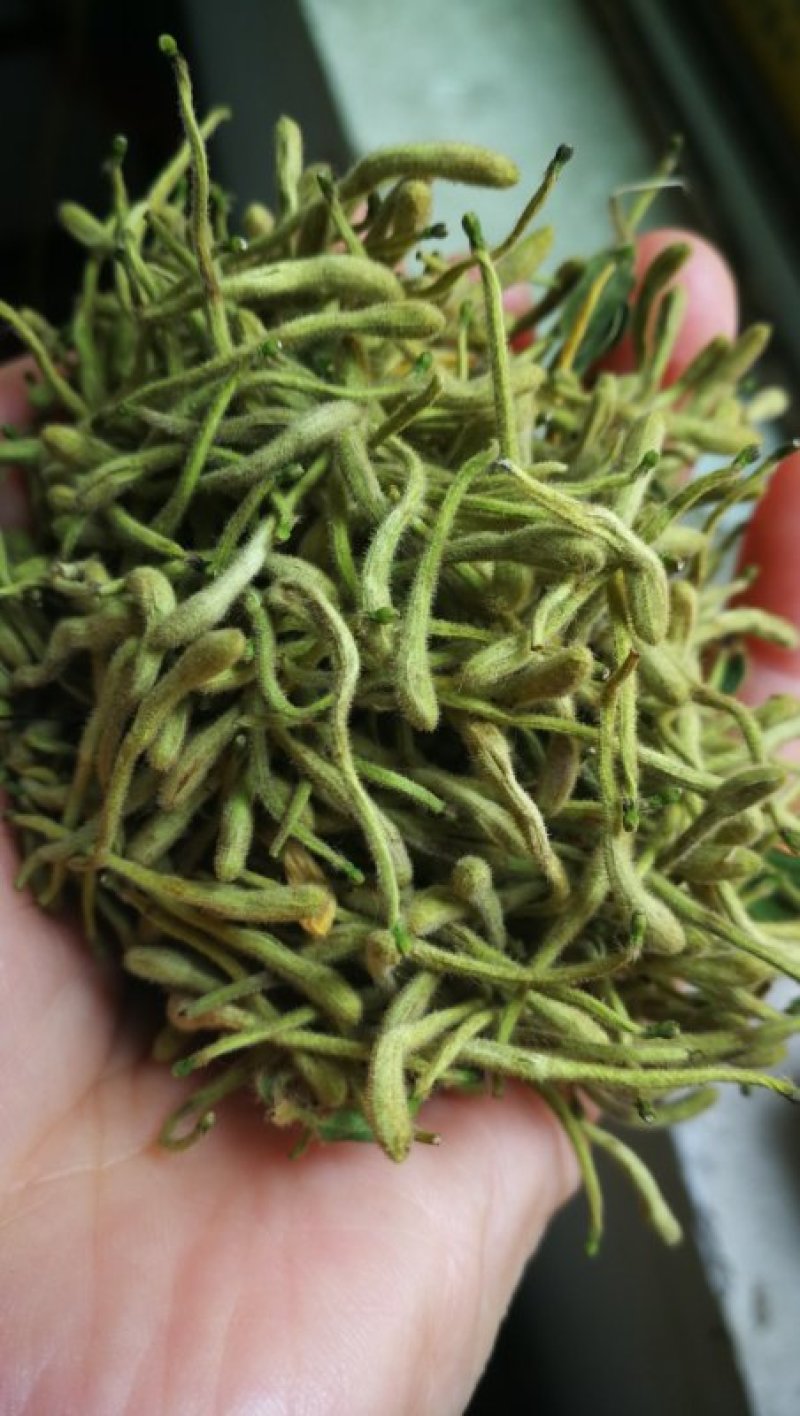 金银花干花，基地直供优质金银花、红色金银花