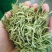金银花干花，基地直供优质金银花、红色金银花