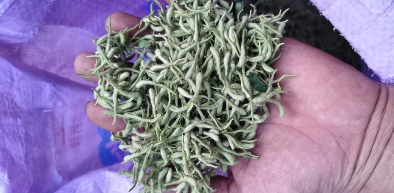金银花干花，基地直供优质金银花、红色金银花