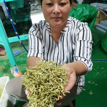 金银花干花，基地直供优质金银花、红色金银花