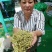 金银花干花，基地直供优质金银花、红色金银花