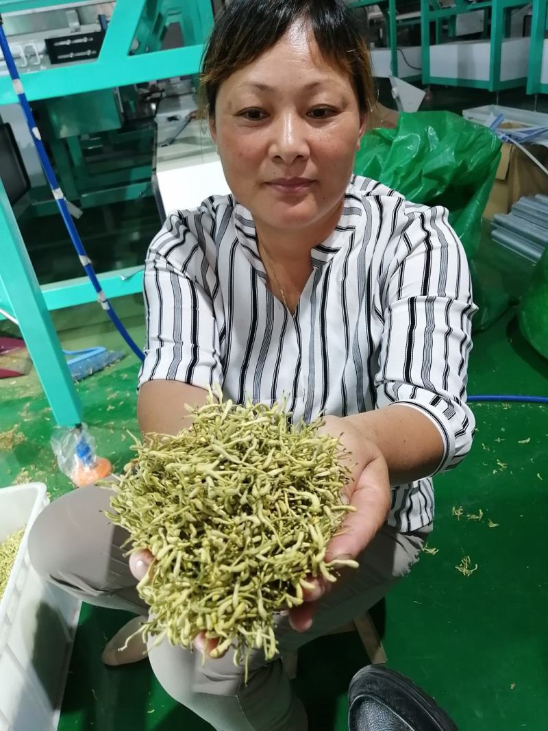 金银花干花，基地直供优质金银花、红色金银花