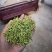 金银花干花，基地直供优质金银花、红色金银花