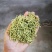 金银花干花，基地直供优质金银花、红色金银花