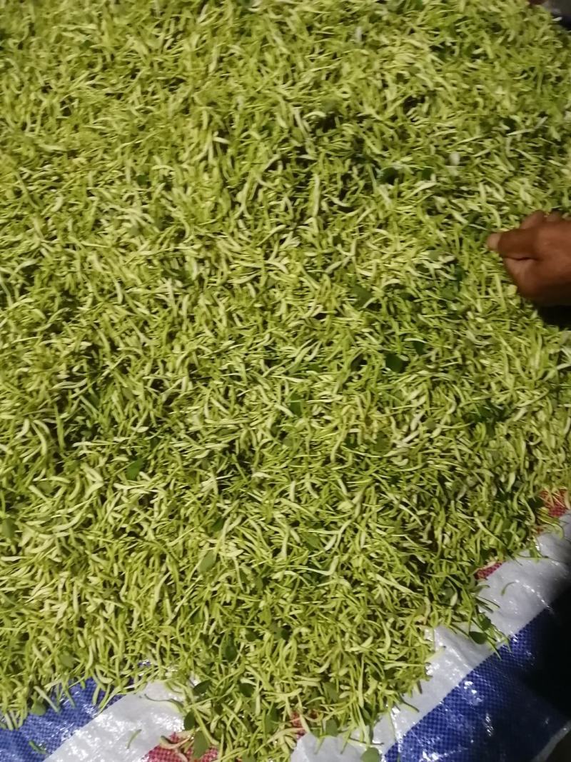金银花干花，基地直供优质金银花、红色金银花