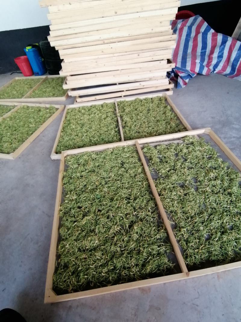金银花干花，基地直供优质金银花、红色金银花