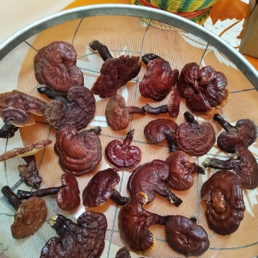 野生灵芝药用灵芝